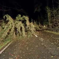 baum_auf_strae.jpg
